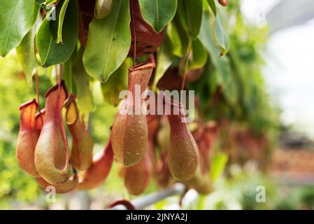 Close up view of bunch of Nepenthes Pitcher plant in the garden Stock Photo