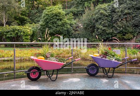 decorative wheelbarrow full of flowers in garden. Old wheelbarrow in a garden.flower arrangement in the garden Stock Photo