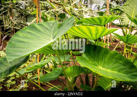 Taro, coco yam, or Eddoe (Colocasia esculenta), leaves in greenhouse in Botanical Gardens Stock Photo