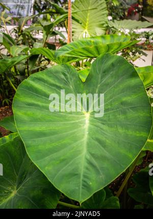 Taro, coco yam, or Eddoe (Colocasia esculenta), leaves in greenhouse in Botanical Gardens Stock Photo