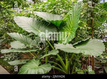 Taro, coco yam, or Eddoe (Colocasia esculenta), leaves in greenhouse in Botanical Gardens Stock Photo