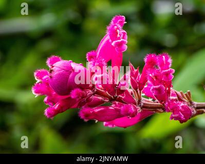salvia involucrata boutin flower. Roseleaf sage, Pink flower. Selective focus. Rose Leaf Sage Stock Photo