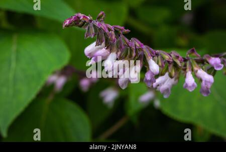 spanish sage flower (Salvia lavandulifolia). Lavender sage. Selective focus