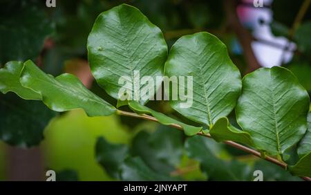Ceratonia siliqua, leaves from Carob Tree. Selective focus, Stock Photo
