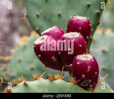 Opuntia ficus-indica, cactus pear or prickly pear, with red fruits - selective focus Stock Photo