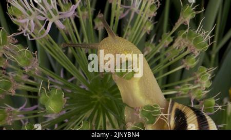 August 14, 2022, Odessa oblast, Ukraine: Close-up of Snail crawling on a Allium flower wild onion and eats it on background of green leaves. (Credit Image: © Andrey Nekrasov/ZUMA Press Wire) Stock Photo