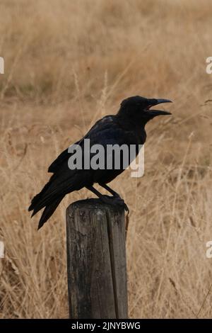 Crow pictured in profile on Wimbledon Commonagainst parched grass during drought in August 2022 Stock Photo