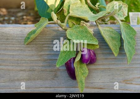 baby eggplant growing in the vegetable garden Stock Photo