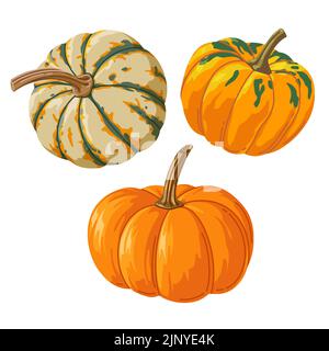 Bright set of realistic different pumpkins for printing and design. Vector illustration. Stock Vector