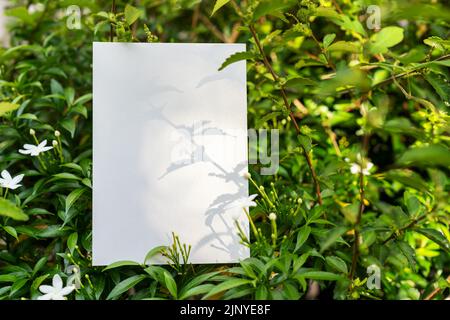 Light and shadow on piece of blank paper on top of green leaves with white Star Jasmine Flower Stock Photo