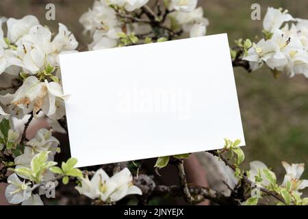 Piece of blank paper on top of white bougainvillea flower Stock Photo