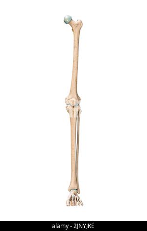 Accurate anterior or front view of the leg or lower limb bones of the human skeletal system isolated on white background 3D rendering illustration. An Stock Photo