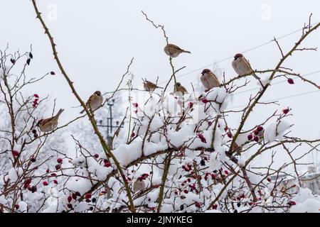 Many sparrows are sitting on the branches of wild rose with red berries covered with snow. Stock Photo