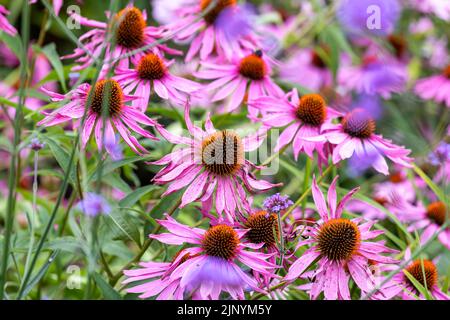 Flowers which are commonly called coneflowers (Echinacea).  The pale purple coneflower, a threatened species in Wisconsin, is a native species Stock Photo