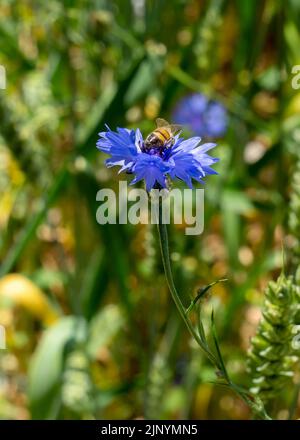 Honey bee on blue cornflower in green wheat field Stock Photo