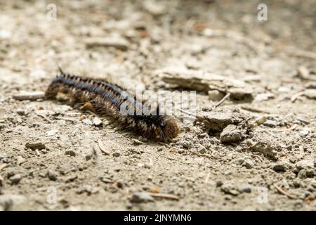 Beautiful hairy caterpillar of Euthrix potatoria moth crawling on sandy ground - selective focus Stock Photo