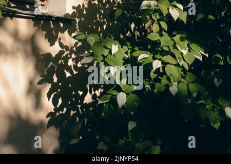 Shadows from trees on a plastered wall Stock Photo