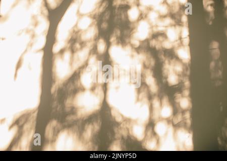 Shadows from trees on a plastered wall Stock Photo