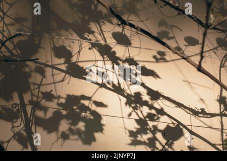 Shadows from trees on a plastered wall Stock Photo