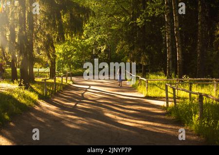 Shadows from trees on a plastered wall Stock Photo
