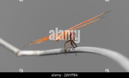 Flame (firecracker) Skimmer resting on stem. Alameda County, California, USA. Stock Photo