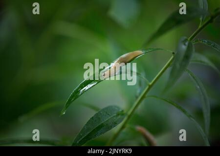 A slug crawls on a green leaf after rain. The concept of pest control in the garden. Stock Photo