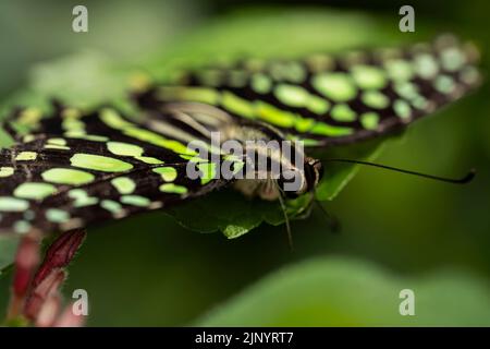 A tailed jay butterfly resting on a leaf. Stock Photo