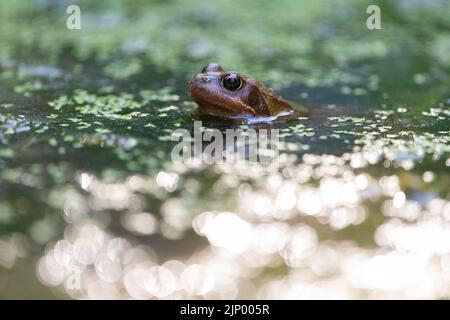 Common frog with sunlight sparkling on surface of pond - UK Stock Photo