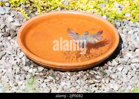 Willow Warbler using bird bath in UK garden Stock Photo