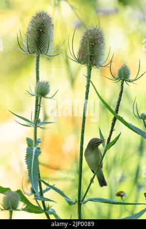 Willow Warbler (Phylloscopus trochilus) foraging for aphids and blackfly on teasles in wildlife garden - Scotland, UK Stock Photo