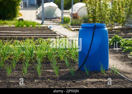 A barrel of water for watering the vegetable garden. Stock Photo