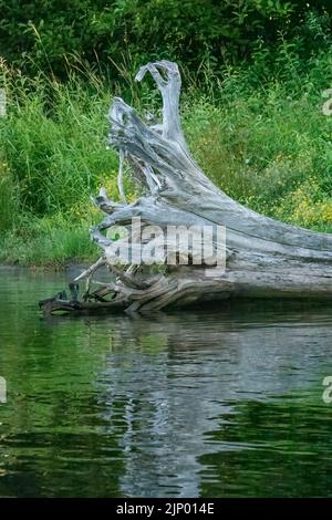 Issaquah, Washington, USA.  Fallen tree at the side of Lake Sammamish with reflection. Stock Photo