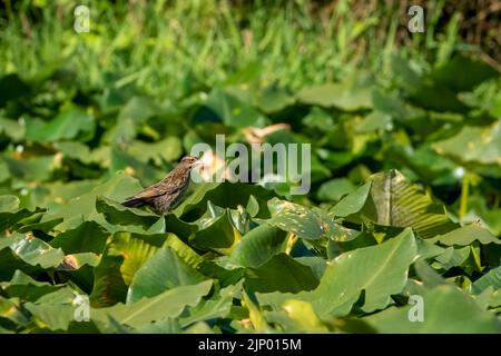 Issaquah, Washington, USA.  Female Red-winged Blackbird resting on Great yellow pond-lily or wokas (Nuphar polysepala) leaves.  It can be recognized e Stock Photo