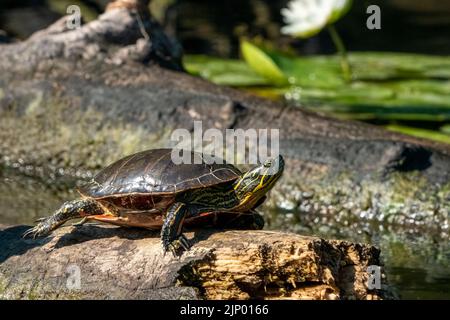 Issaquah, Washington, USA.  Painted turtle sunning on a log. Stock Photo