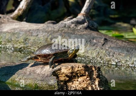 Issaquah, Washington, USA.  Painted turtle sunning on a log. Stock Photo