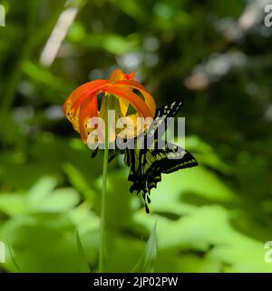 A swallow tail butterfly under a full bloom tiger lily with a green background