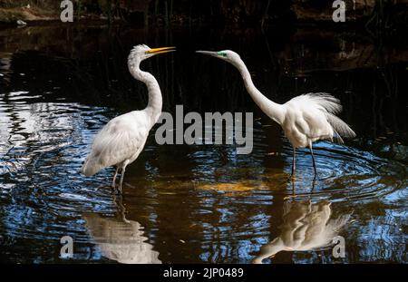 Two Great Egrets (Ardea alba) stands in water in Sydney, NSW, Australia (Photo by Tara Chand Malhotra) Stock Photo