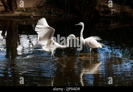 Two Great Egrets (Ardea alba) stands in water in Sydney, NSW, Australia (Photo by Tara Chand Malhotra) Stock Photo
