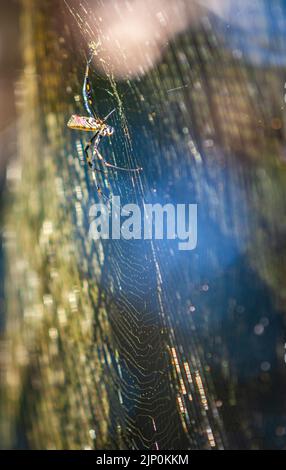 Large Joro spider builds massive spider web in backyard of Georgia residence. Stock Photo