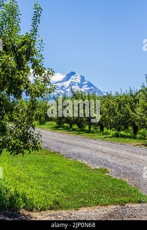 A beautiful view of snow covered Mt. Hood against a blue summer sky, taken from a lush pear orchard at Mt. View Orchards & Brewery along the Hood Rive Stock Photo