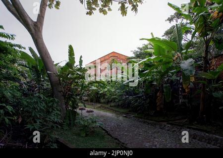 building is seen through vegetation, especially banana palm, the building is made of natural red brick Stock Photo