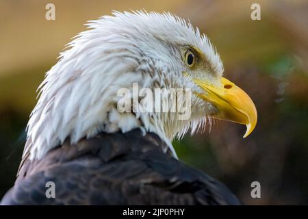 Portrait of a North American bald eagle (Haliaeetus leucocephalus) at Zoo Atlanta in Atlanta, Georgia. (USA) Stock Photo