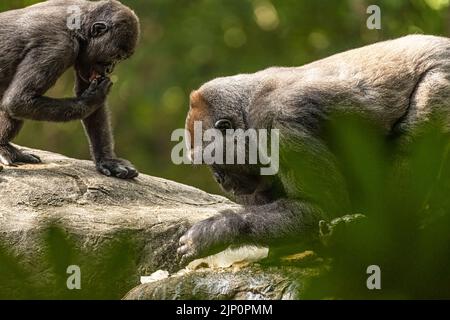 Western lowland gorillas at Zoo Atlanta in Atlanta, Georgia. (USA) Stock Photo