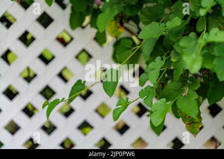 Grape leafs diseases. Angular reddish brown spots with shot-hole centers on grape leaves caused by anthracnose of grape. Grape rust. Stock Photo