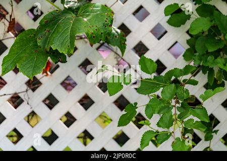 Grape leafs diseases. Angular reddish brown spots with shot-hole centers on grape leaves caused by anthracnose of grape. Grape rust. Stock Photo