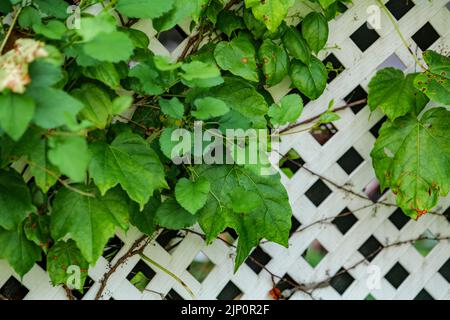 Grape leafs diseases. Angular reddish brown spots with shot-hole centers on grape leaves caused by anthracnose of grape. Grape rust. Stock Photo