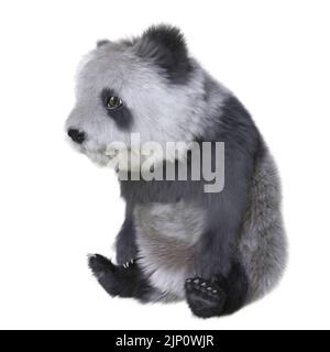 3D illustration panda cub isolated white background Stock Photo