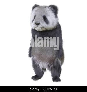 3D illustration panda cub isolated white background Stock Photo