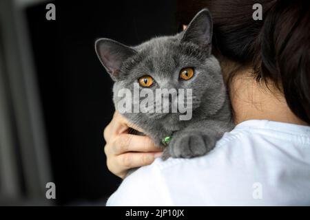 People holding a handsome young cat Close-up in front of a looking cat, a woman in a white shirt puts a cat on her shoulder. A warm hug, a blue Britis Stock Photo