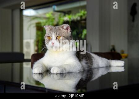 scottish fold cat White and gray stripes. Yellow eyes. Posing in a sitting position on a black table in the house, view from the side. Great pedigree Stock Photo